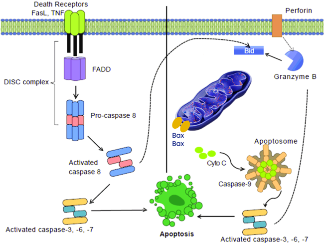 Intrinsic Pathway of Apoptosis | Mitochondrial Apoptotic Pathway