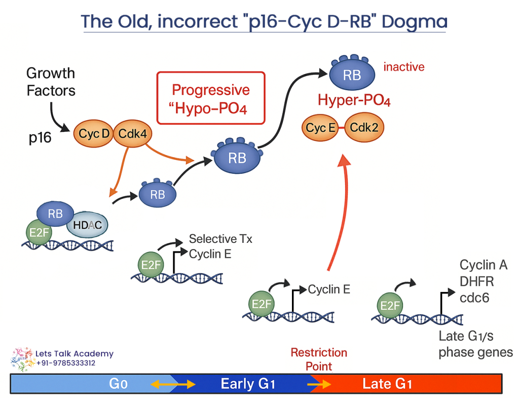 Cell Division Cycle Regulation | Role of Cyclins - CSIR NET LIFE ...