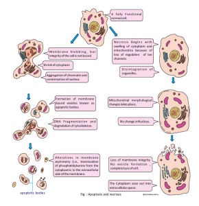 Apoptosis | Difference between apoptosis and necrosis | Caspases