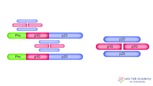 Caspase Activation Process