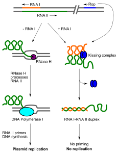 ColE1 Plasmid DNA replication_control