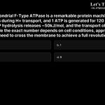 12. The mitochondrial F-Type ATPase is a remarkable protein machine in which a subunit rotates during H+ transport, and 1 ATP is generated for 120 degrees of revolution. ATP hydrolysis releases ~50kJ/mol, and the transport of H+ costs about 19 kJ/mol. While the exact number depends on cell conditions, approximately how many protons need to cross the membrane to achieve a full revolution? a. 1/3 b. 1 c. 3 d. 9