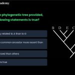14.Based on the phylogenetic tree provided below, which of the following statements is true? a. F is more closely related to A than to G b. E and D share a common ancestor who is more recent than the ancestor of C and D c. B is more advanced than the others as it is located on the left most branch d. All the above are true