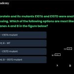 35. A wild type protein and its mutants E107A and E107D were analysed using isoelectric focussing, Which of the following options are most likely to correspond to lanes A and B in the figure below? A. A – Wild type; B – E107A mutant B. A - E107A mutant; B – WT C. A - wild type; B – E107D mutant D. A - E107A mutant; B – E107D mutant