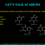 15. What are the deamination products of cytosine and 5-methyl cytosine, respectively? a. Thymine and uracil b. Thymine in both cases c. Uracil and thymine d. Uracil in both cases