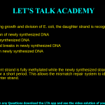 2. During growth and division of E. coli, the daughter strand is recognized due to a. Hemimethylation of newly synthesized DNA b. Nicks in newly synthesized DNA c. double stranded breaks in newly synthesized DNA d. DNA damage in newly synthesized DNA