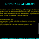 15. A protein is purified from a cell extract. SDS-polyacrylamide gel electrophoresis is performed for analysis of the protein using treatment with dithiothreitol (DTT) and protease. The image of the gel is shown below. What can be inferred from the treatment of protein with DTT and protease. Note: the red band in two lanes is the protease used. a. The protein has 3 protease cleavable sites b. The protein has two polypeptides linked by a disulfide bond and two protease sites c. The protein has multiple protease sites d. The protein is a single polypeptide with a disulfide bond and 3 protease sites