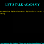 Q.12 Corynebacterium diphtheriae causes diphtheriain humans, only when thisbacterium is infected by (A) phage β (B) epsilon phage (C) T4 phage (D) lambda phage