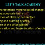 11. The characteristic morphological change(s) in cells undergoing apoptosis is/are  (A) Formation of blebs on cell surface (B) Swelling and bursting of cells (C) Collapse of the cytoskeleton (D) Condensation and fragmentation of nuclear chromatin