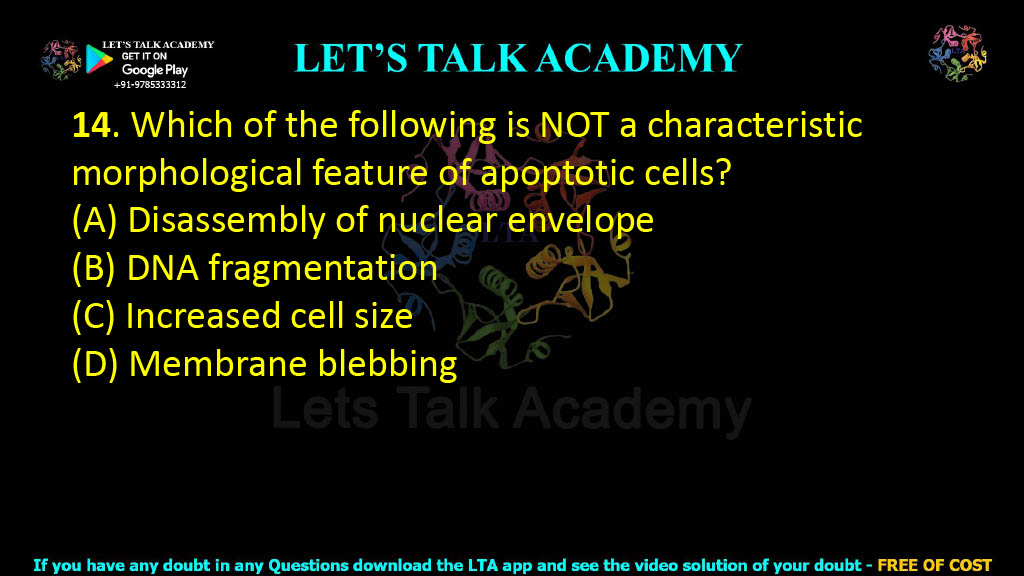 14. Which of the following is NOT a characteristic morphological feature of apoptotic cells?  (A) Disassembly of nuclear envelope (B) DNA fragmentation (C) Increased cell size (D) Membrane blebbing