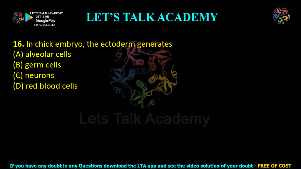 16. In chick embryo, the ectoderm generates  (A) alveolar cells (B) germ cells (C) neurons (D) red blood cells
