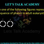 19. Which one of the following figures represents the correct sequence of phases in adult eukaryotic cell cycle?
