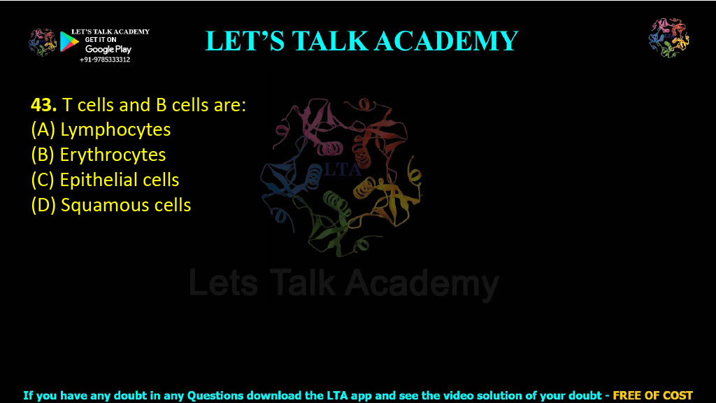 43. T cells and B cells are:  (A) Lymphocytes (B) Erythrocytes (C) Epithelial cells (D) Squamous cells