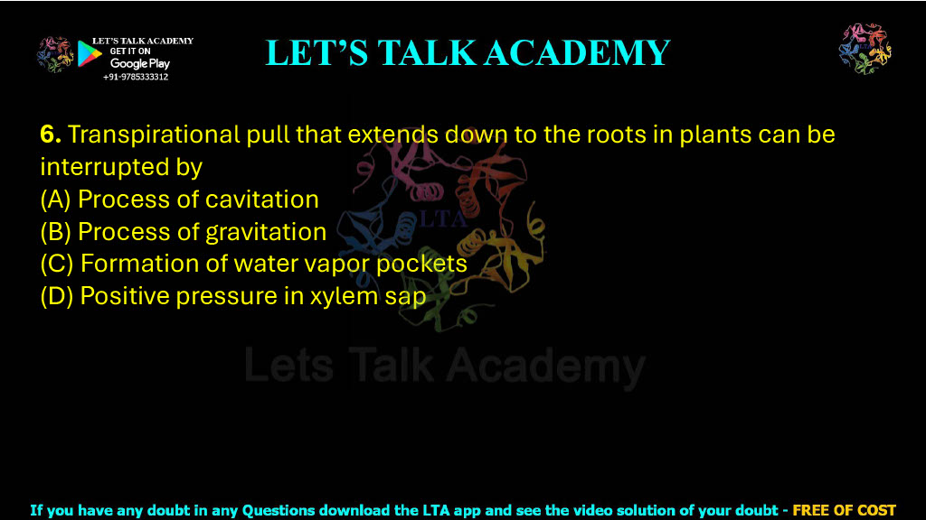 6. Transpirational pull that extends down to the roots in plants can be interrupted by  (A) Process of cavitation (B) Process of gravitation (C) Formation of water vapor pockets (D) Positive pressure in xylem sap