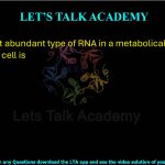 16. The most abundant type of RNA in a metabolically active mammalian cell is (A) mRNA (B) rRNA (C) snoRNA (D) tRNA