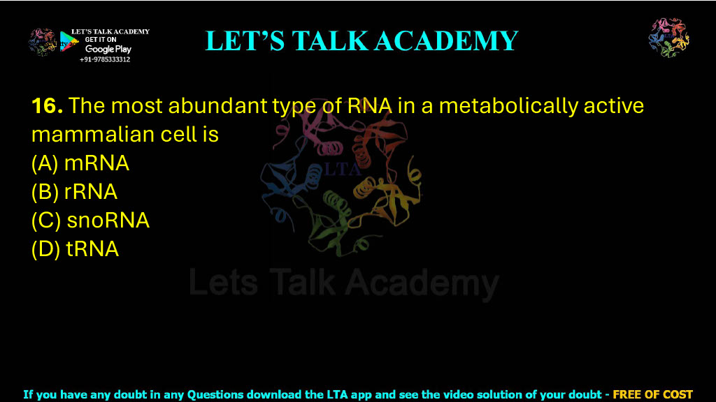 16. The most abundant type of RNA in a metabolically active mammalian cell is (A) mRNA (B) rRNA (C) snoRNA (D) tRNA