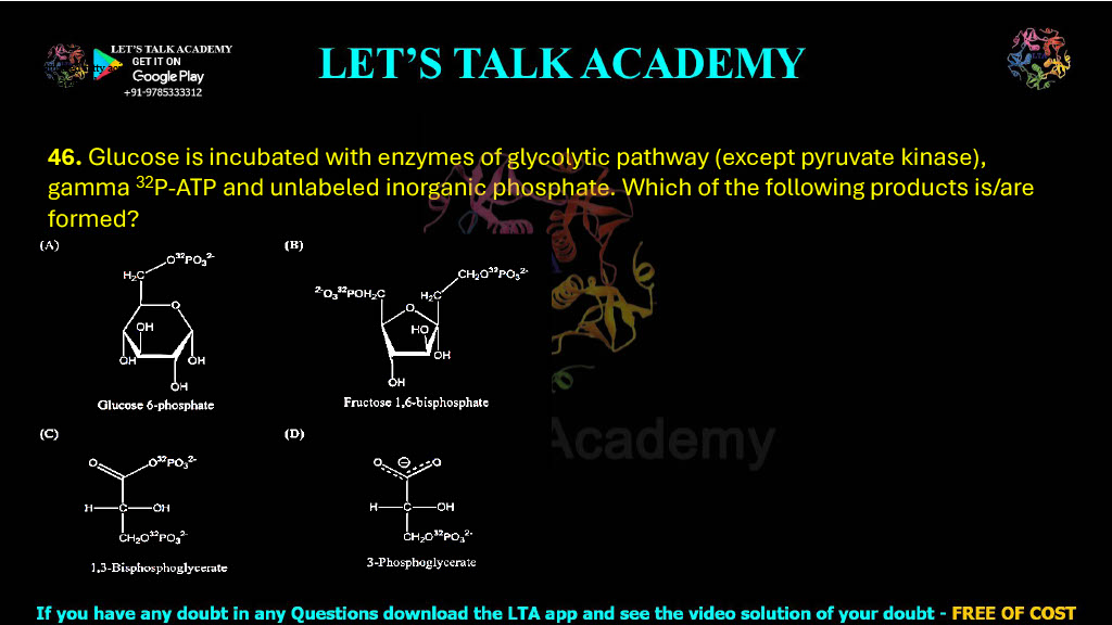 46. Glucose is incubated with enzymes of glycolytic pathway (except pyruvate kinase), gamma 32P-ATP and unlabeled inorganic phosphate. Which of the following products is/are formed?      