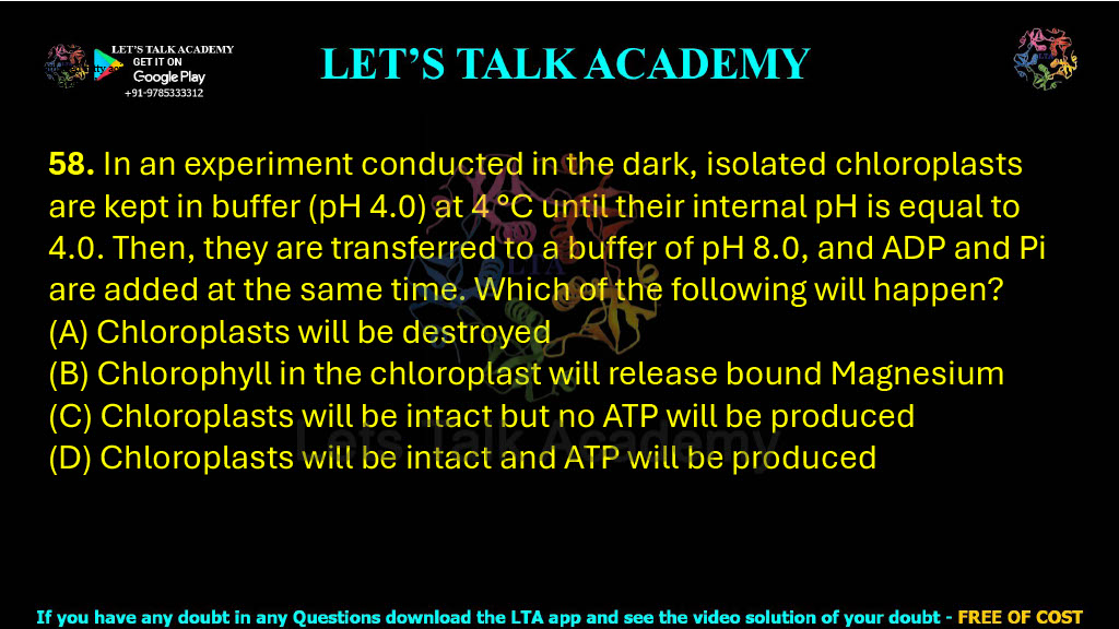 58. In an experiment conducted in the dark, isolated chloroplasts are kept in buffer (pH 4.0) at 4 °C until their internal pH is equal to 4.0. Then, they are transferred to a buffer of pH 8.0, and ADP and Pi are added at the same time. Which of the following will happen?  (A) Chloroplasts will be destroyed (B) Chlorophyll in the chloroplast will release bound Magnesium (C) Chloroplasts will be intact but no ATP will be produced (D) Chloroplasts will be intact and ATP will be produced