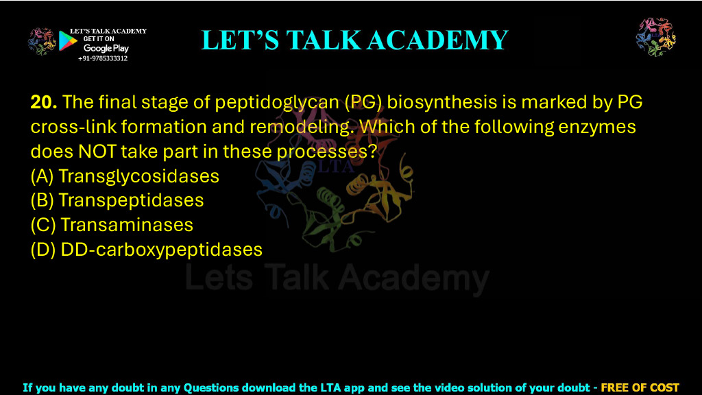20. The final stage of peptidoglycan (PG) biosynthesis is marked by PG cross-link formation and remodeling. Which of the following enzymes does NOT take part in these processes?  (A) Transglycosidases  (B) Transpeptidases  (C) Transaminases  (D) DD-carboxypeptidases