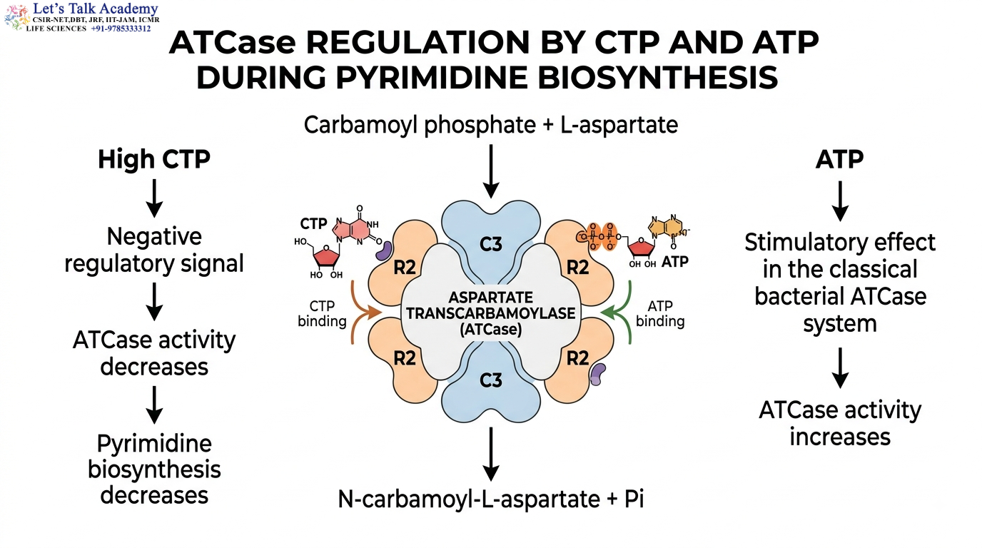 ATCase Regulation by CTP and ATP During Pyrimidine Biosynthesis