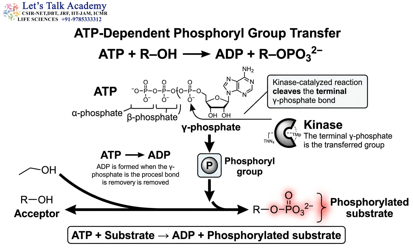 ATP-Dependent Phosphoryl Transfer