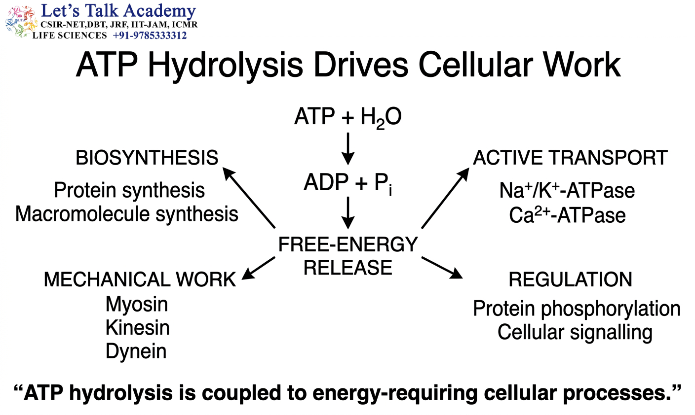 ATP Hydrolysis and Cellular Work