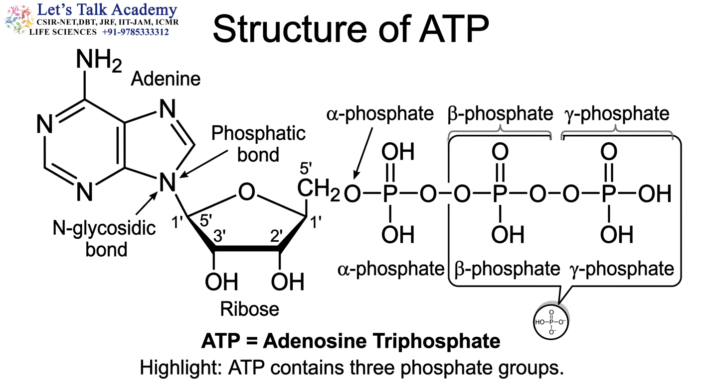 ATP Molecular Structure