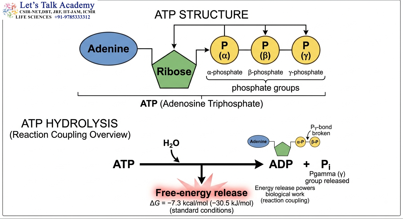 ATP Structure and Hydrolysis