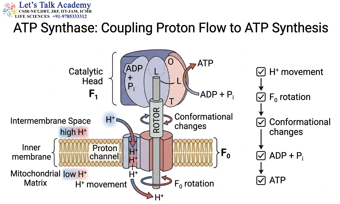 ATP Synthase Mechanism