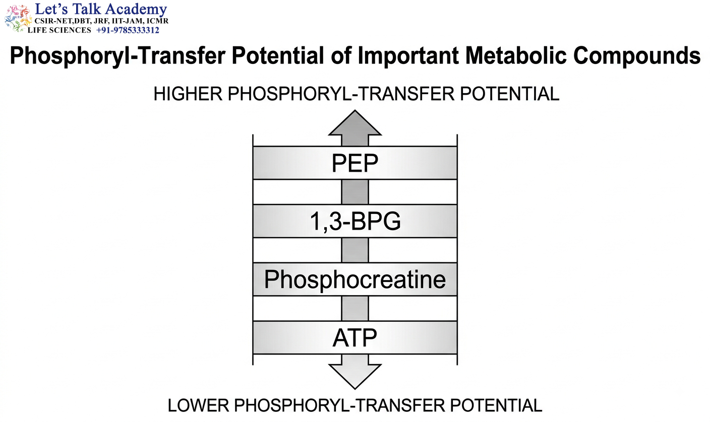 ATP vs PEP vs 1,3-BPG vs Phosphocreatine