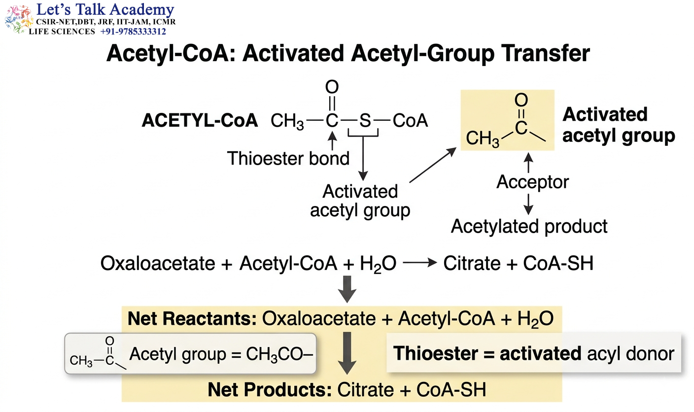 Acetyl-CoA as Activated Acetyl-Group Donor