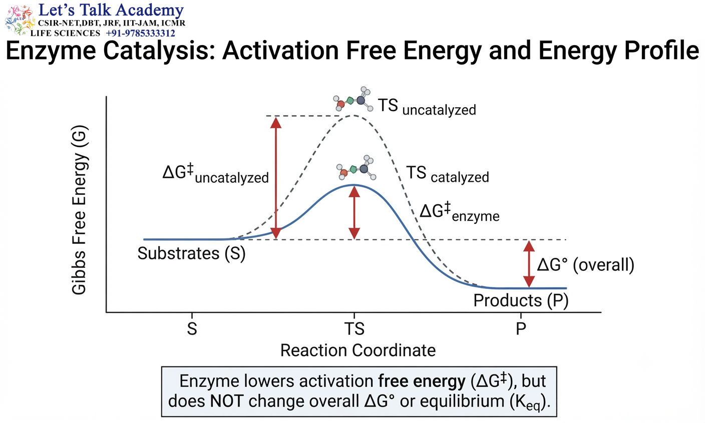 Enzyme Catalysis: Activation Free Energy and Energy Profile