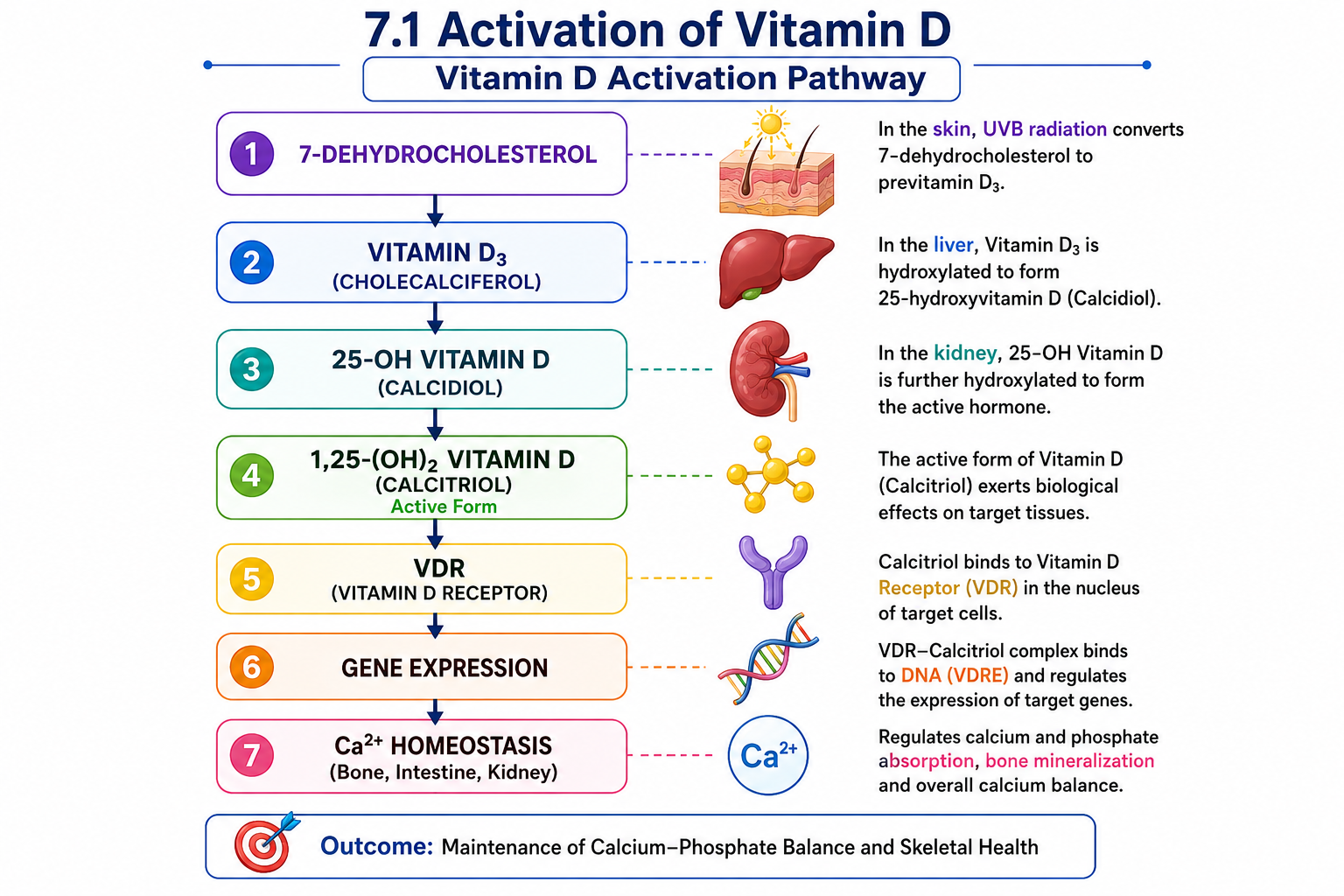 Activation of Vitamin D