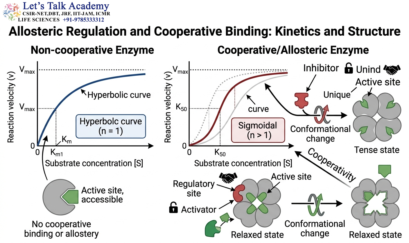 Allosteric Regulation and Cooperative Binding
