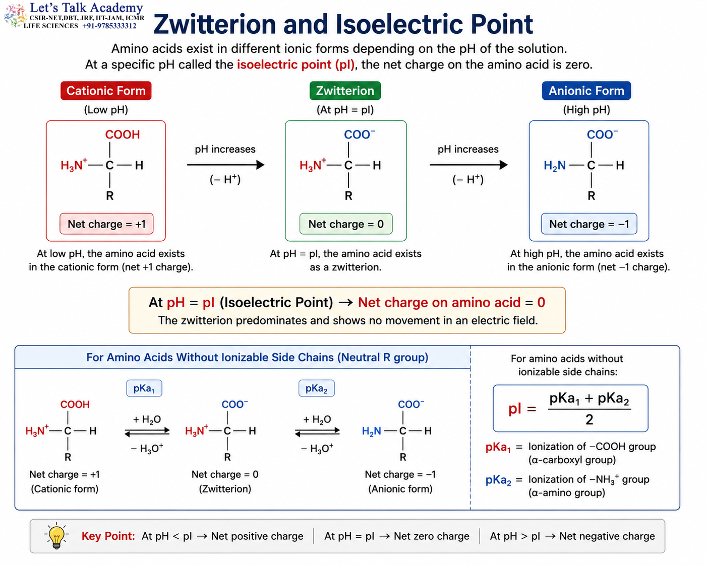Amino Acid Ionization and Isoelectric Point