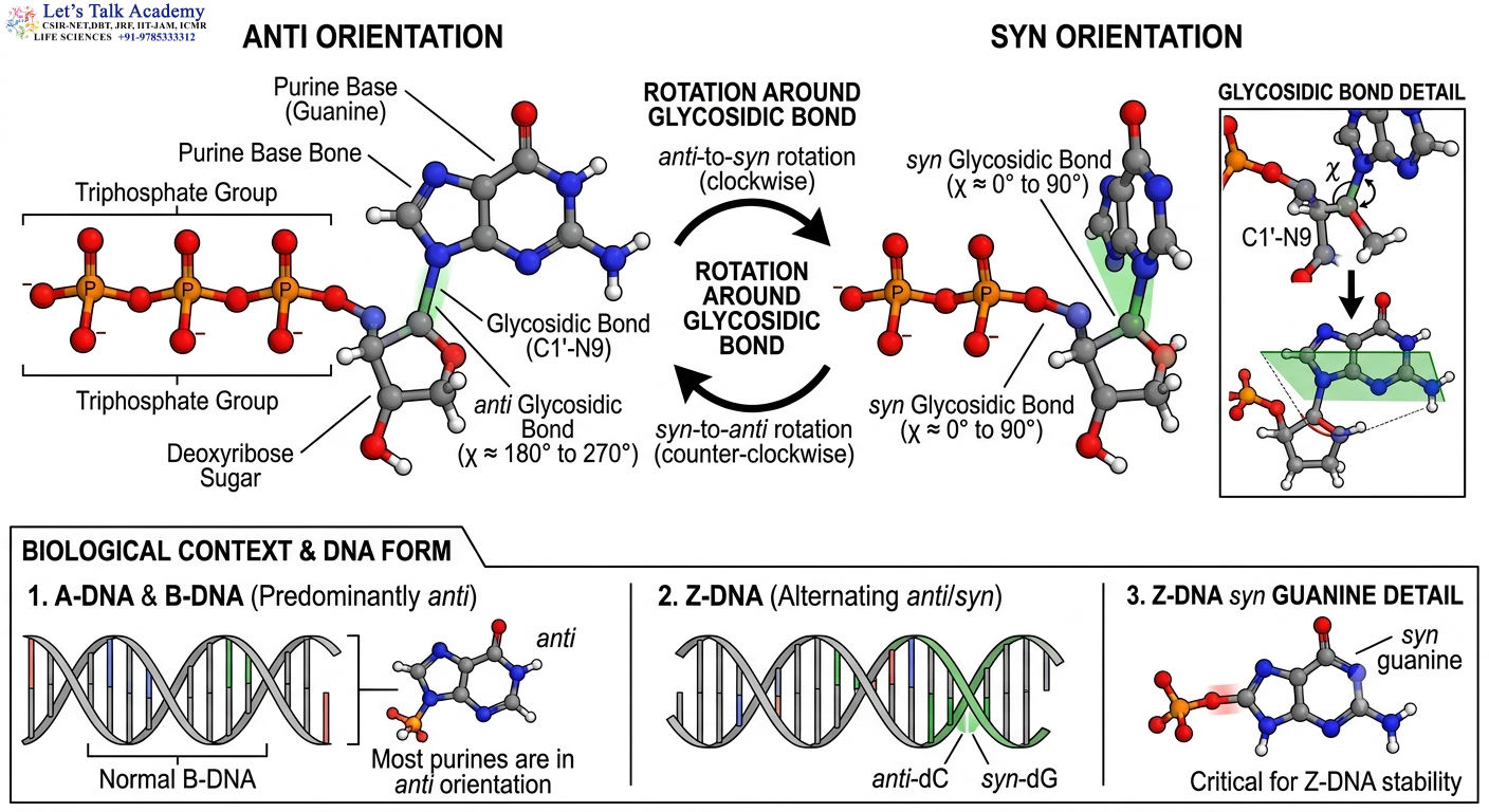 Anti vs Syn Glycosidic Orientation
