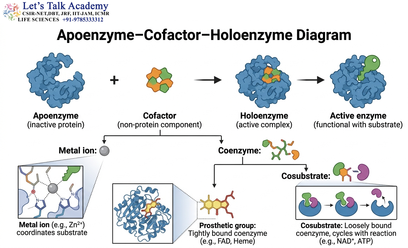 Apoenzyme + Cofactor → Holoenzyme