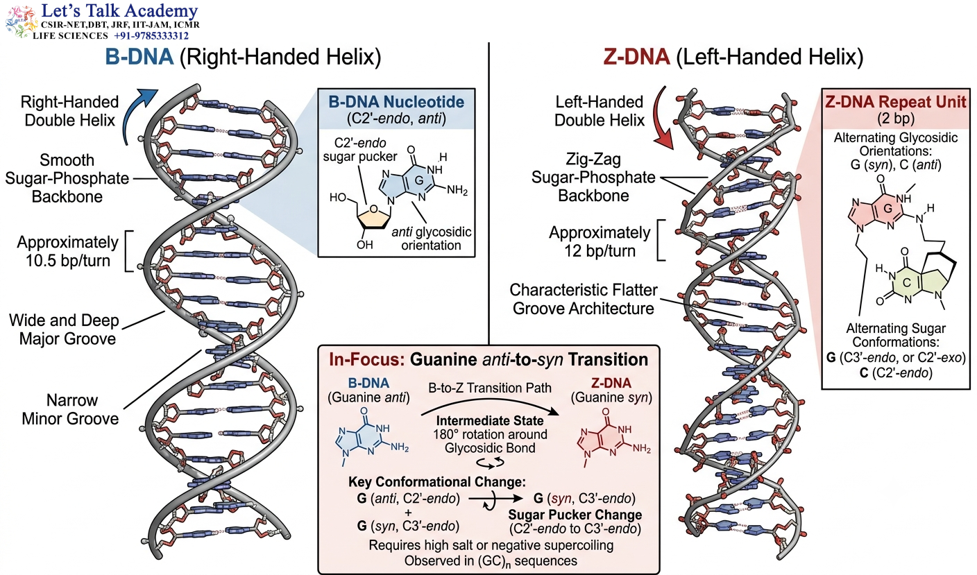 B-DNA vs Z-DNA