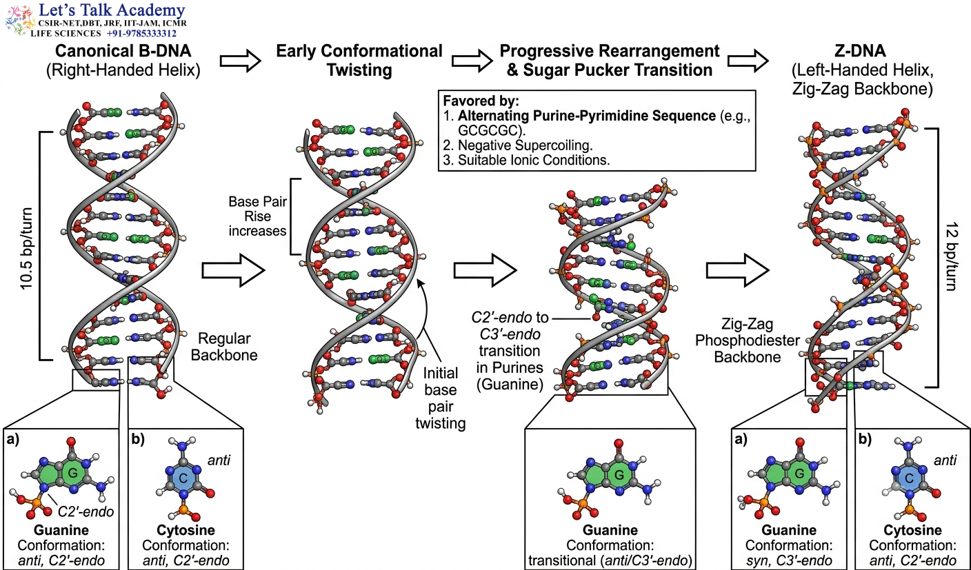 B-to-Z DNA Transition