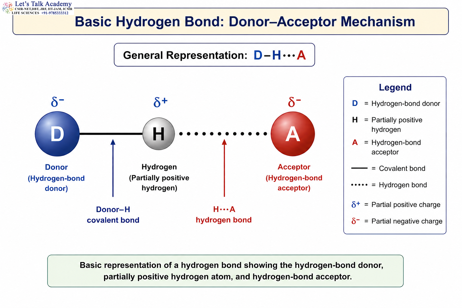 Basic Hydrogen Bond Mechanism