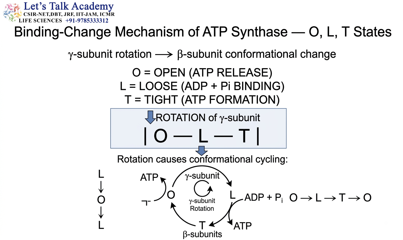 Binding-Change Mechanism — O, L, T