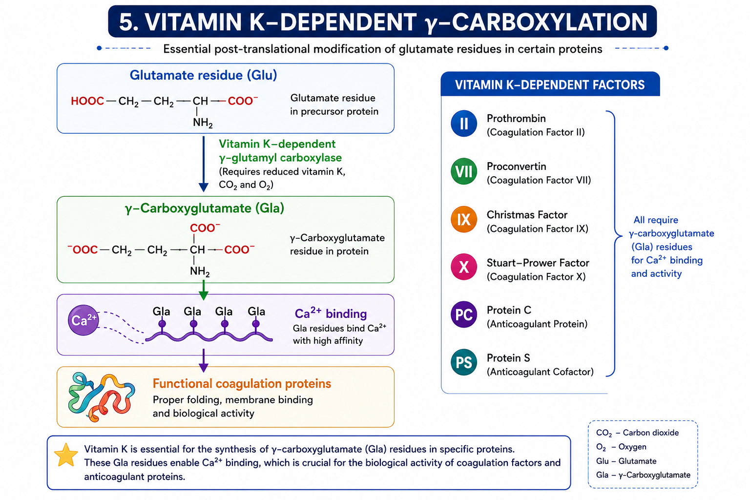 Biochemical Function of Vitamin K
