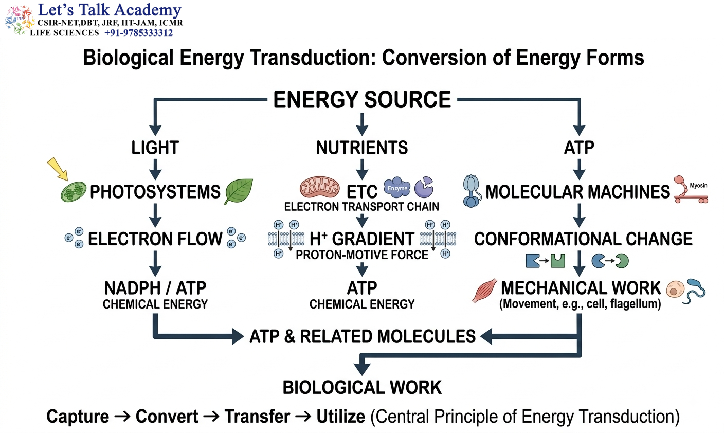 Biological Energy Transduction Diagram
