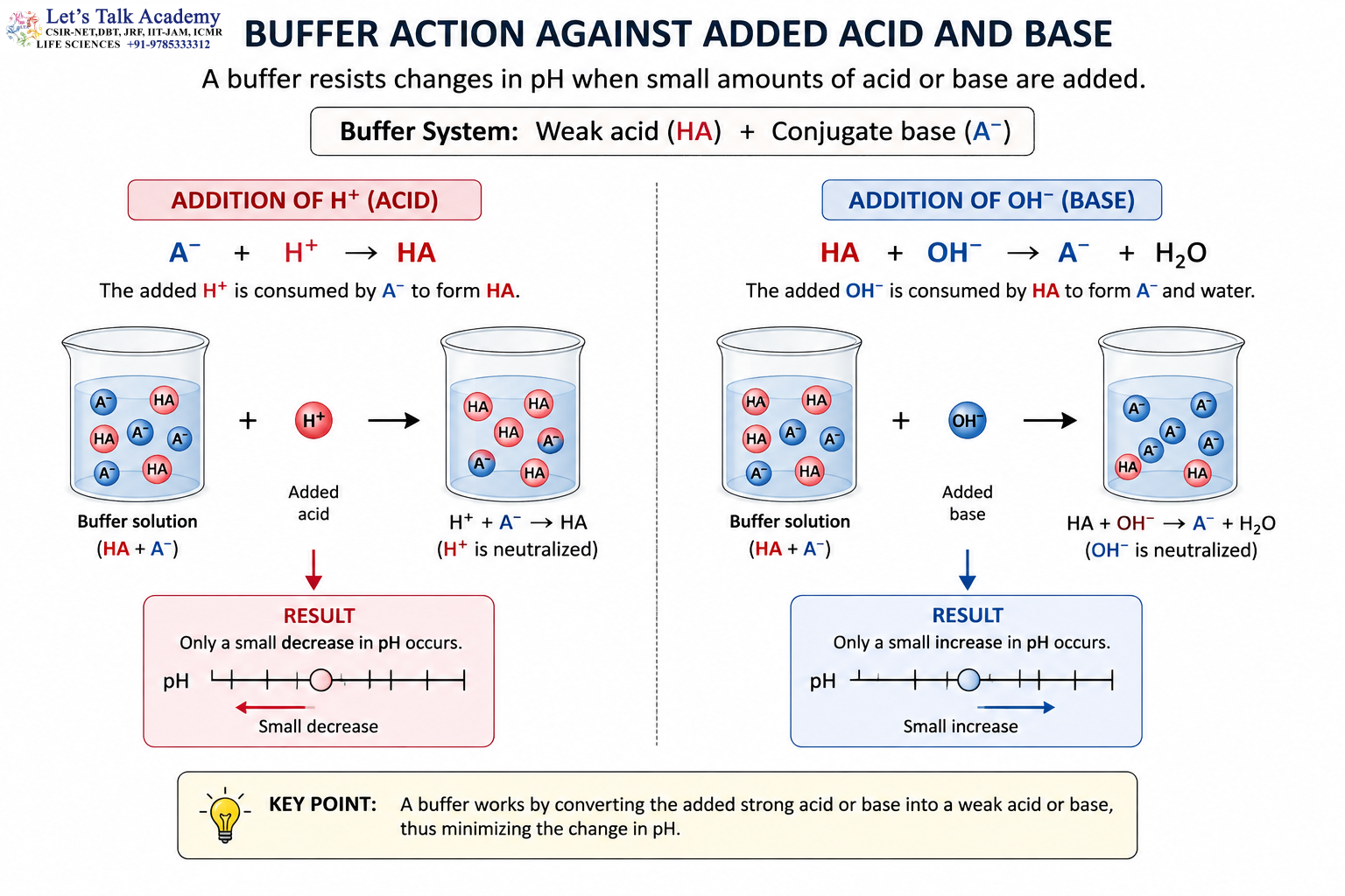 Buffer Action Against Added Acid and Base