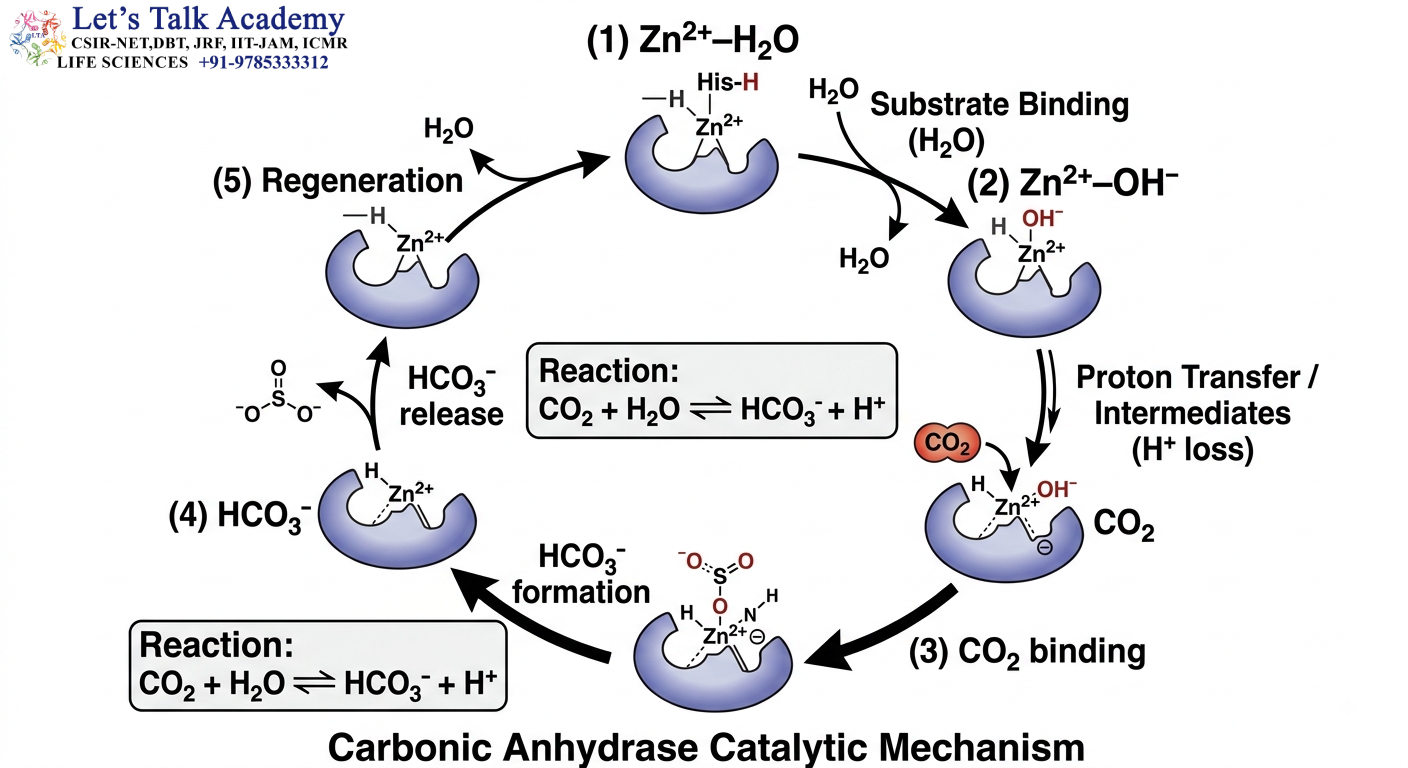 Carbonic Anhydrase Catalytic Mechanism