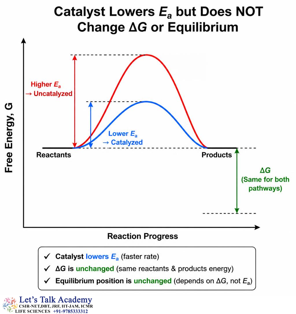 Catalysts and Activation Energy