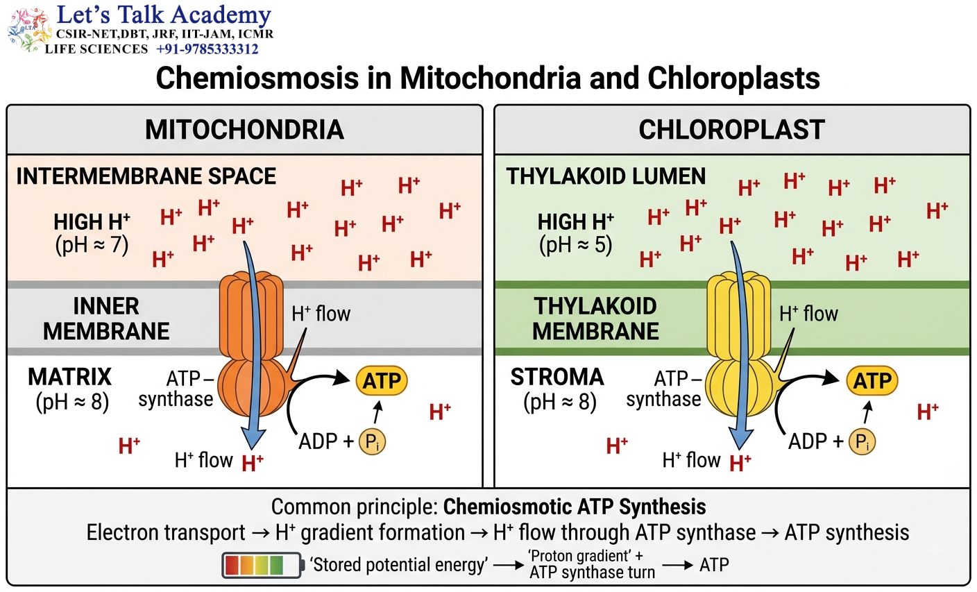 Chemiosmosis in Mitochondria and Chloroplasts