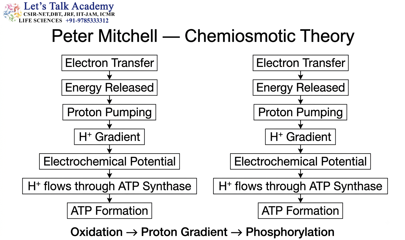 Chemiosmotic Theory — Peter Mitchell
