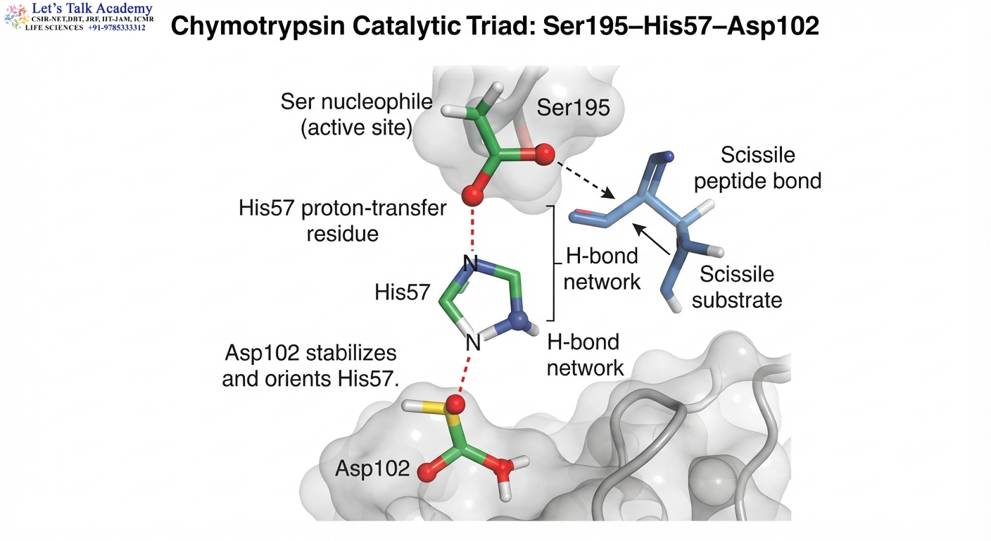 Chymotrypsin Catalytic Triad: Ser195–His57–Asp102