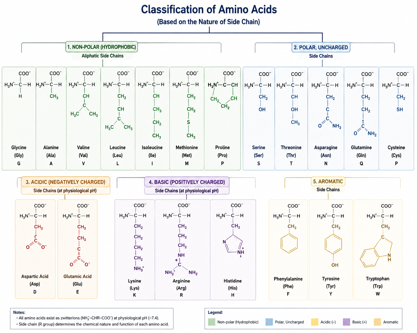 Classification of Amino Acid